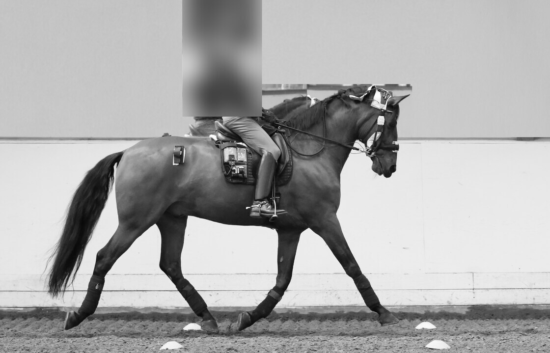 DrDavidMarlin's tweet photo. 🐴 Is the snaffle always the best option?
Ever wondered about the differences in rein forces between double bridles and snaffle bridles?
Our fascinating new study dives into this topic - https://t.co/rYAS3JWsp7
#Dressage #HorseWelfare #Doublebridle #Snaffle #AnimalWeb https://t.co/4rfNRBcSE0