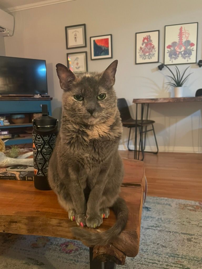 For this week's PAWSitive vibes, we bring you Associate Professor Bec Buchanan's cat, Sookie! Sookie loves to lurk nearby when Professor Buchanan works from home and has been described as "the snuggliest cat ever." (Also, check out those claws. Just purrrr-fect!!)