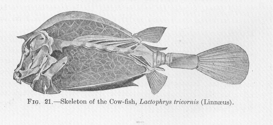 Anoplogaster_'s tweet photo. Have you ever seen a juvenile Buffalo Trunkfish (Lactophrys trigonus)? I absolutely love their weird skeleton which forms this bony carapace making their body rigid. https://t.co/XMjXArMJ0N