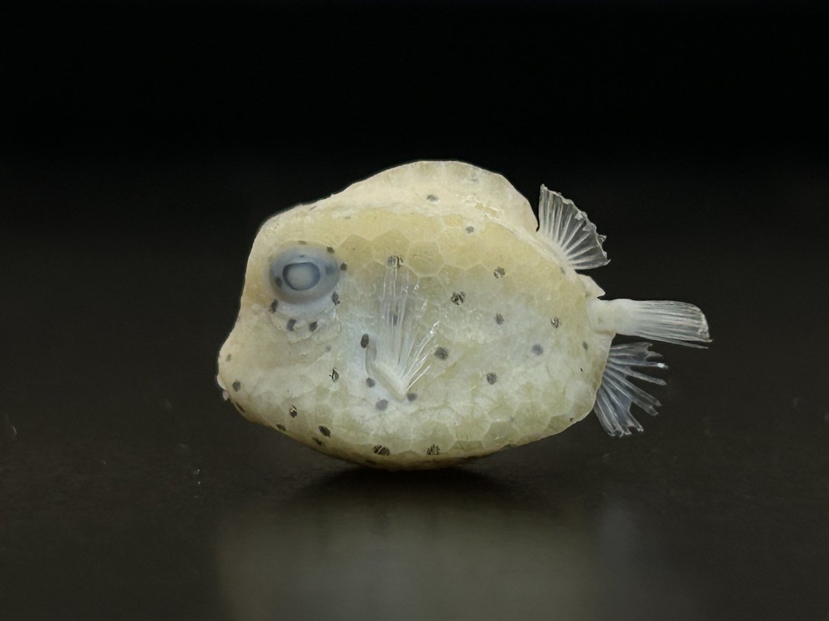 Anoplogaster_'s tweet photo. Have you ever seen a juvenile Buffalo Trunkfish (Lactophrys trigonus)? I absolutely love their weird skeleton which forms this bony carapace making their body rigid. https://t.co/XMjXArMJ0N