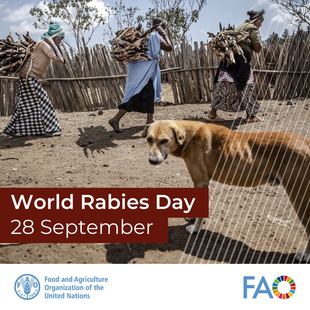 FAO Livestock (@faolivestock) on Twitter photo Rabies doesn’t just affect people – it also threatens livestock and #foodsecurity in rural communities.
#WorldRabiesDay, <a href="/FAO/">Food and Agriculture Organization</a> highlights the need for mass dog vaccination to protect animals and livelihoods.
bit.ly/3ZCm3lP
🐶💉🐶💉🐶💉🐶💉 Rabies doesn’t just affect people – it also threatens livestock and #foodsecurity in rural communities.
#WorldRabiesDay, <a href="/FAO/">Food and Agriculture Organization</a> highlights the need for mass dog vaccination to protect animals and livelihoods.
bit.ly/3ZCm3lP
🐶💉🐶💉🐶💉🐶💉