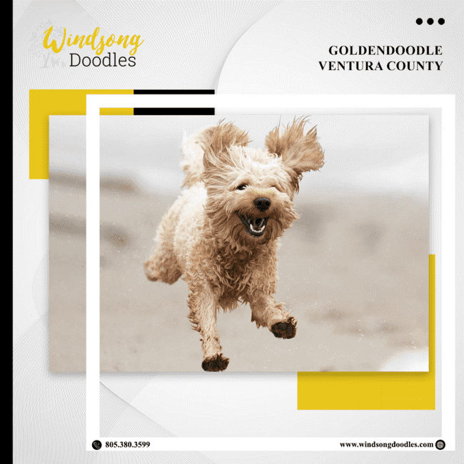labradoodlemoon's tweet image. Ventura County's finest Goldendoodle breeder! Our pups are raised with love and care, ensuring they grow into friendly, well-adjusted dogs ready to join your family.

bit.ly/3QIHsFD 

#WindsongDoodles #TrainedGoldendoodle #CaliforniaPets #DogTraining