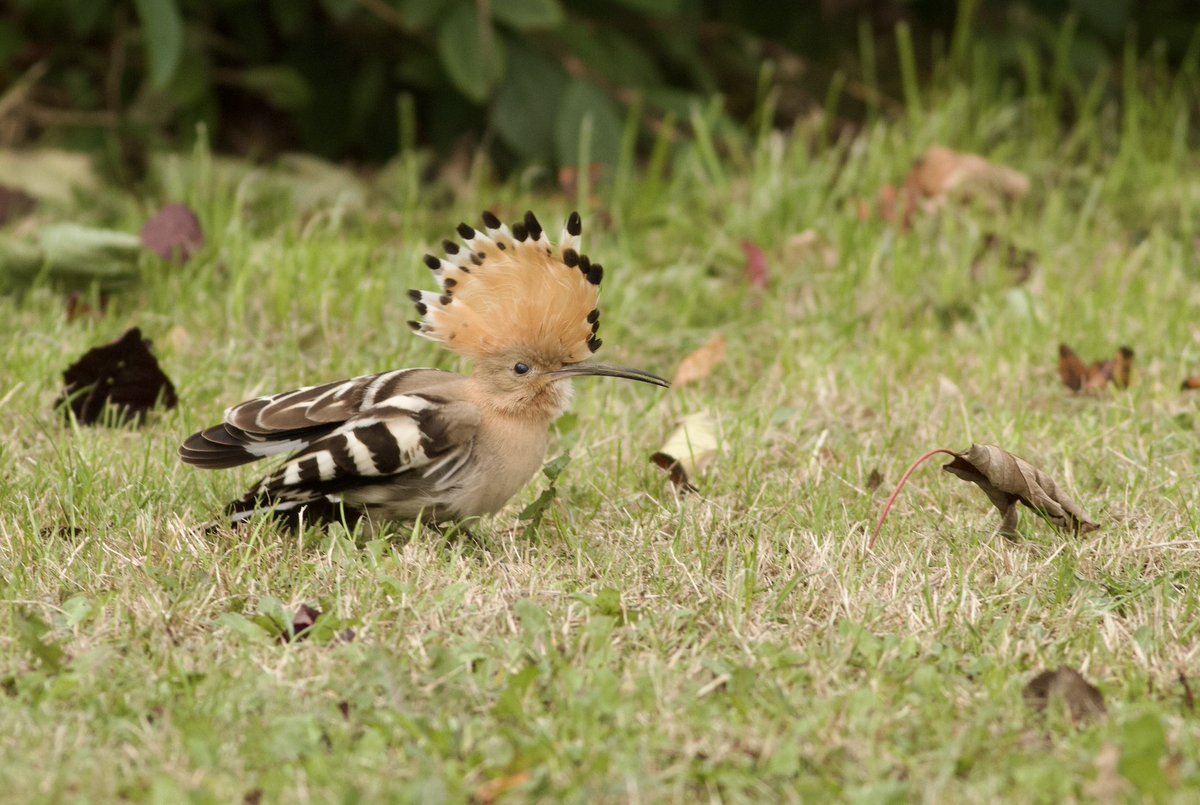 markrobanson's tweet photo. the Hoopoe in #hull on grass at Enstone Garth carpark on Bransholme early afternoon today
#birds #urbanbirds #alrightmate https://t.co/JJx4dYI7CY