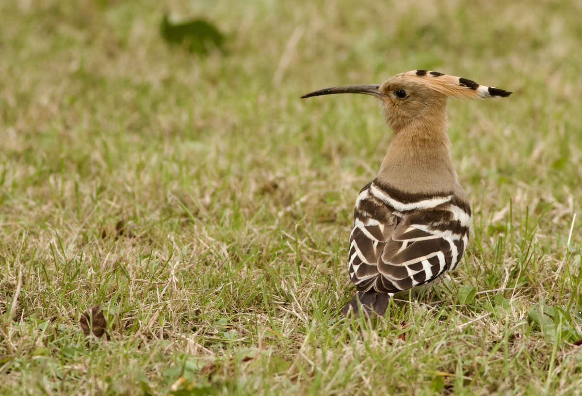 markrobanson's tweet photo. the Hoopoe in #hull on grass at Enstone Garth carpark on Bransholme early afternoon today
#birds #urbanbirds #alrightmate https://t.co/JJx4dYI7CY