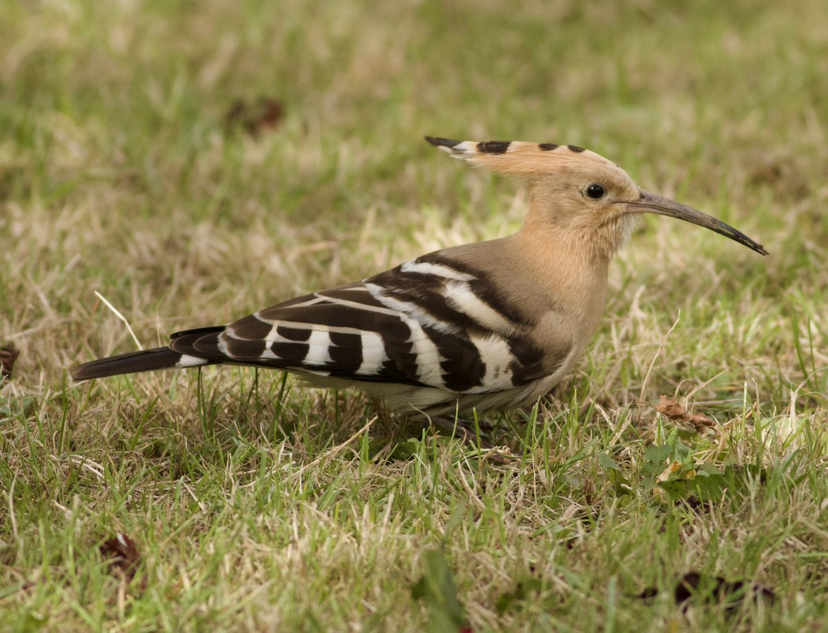 markrobanson's tweet photo. the Hoopoe in #hull on grass at Enstone Garth carpark on Bransholme early afternoon today
#birds #urbanbirds #alrightmate https://t.co/JJx4dYI7CY