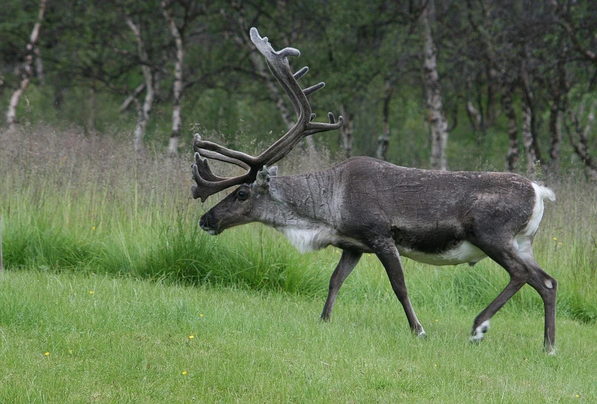 FibionSENS's tweet image. 😅 "Ever wondered how reindeer feel about flying?

Fibion SENS reports they're always ready, especially on snowy nights!"

🦌✨ #Reindeer #Accelerometer 🌌