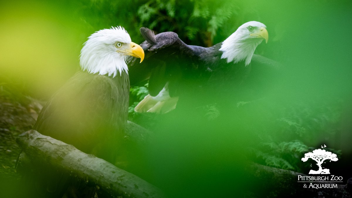 PghZoo's tweet photo. Pittsburgh, the eagles have landed. 👨‍🚀 Bald eagles Liberty and Justice came into our orbit this past week. They have touched down among our superstars in Kids Kingdom. Learn more about them here 🦅 https://t.co/QypLWS1OvK https://t.co/KvBTqUCNm7