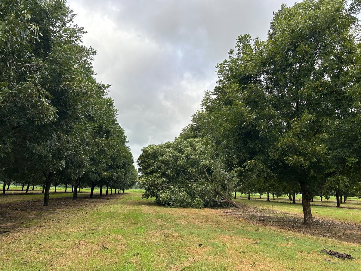 The Orchard Keeper tweet media