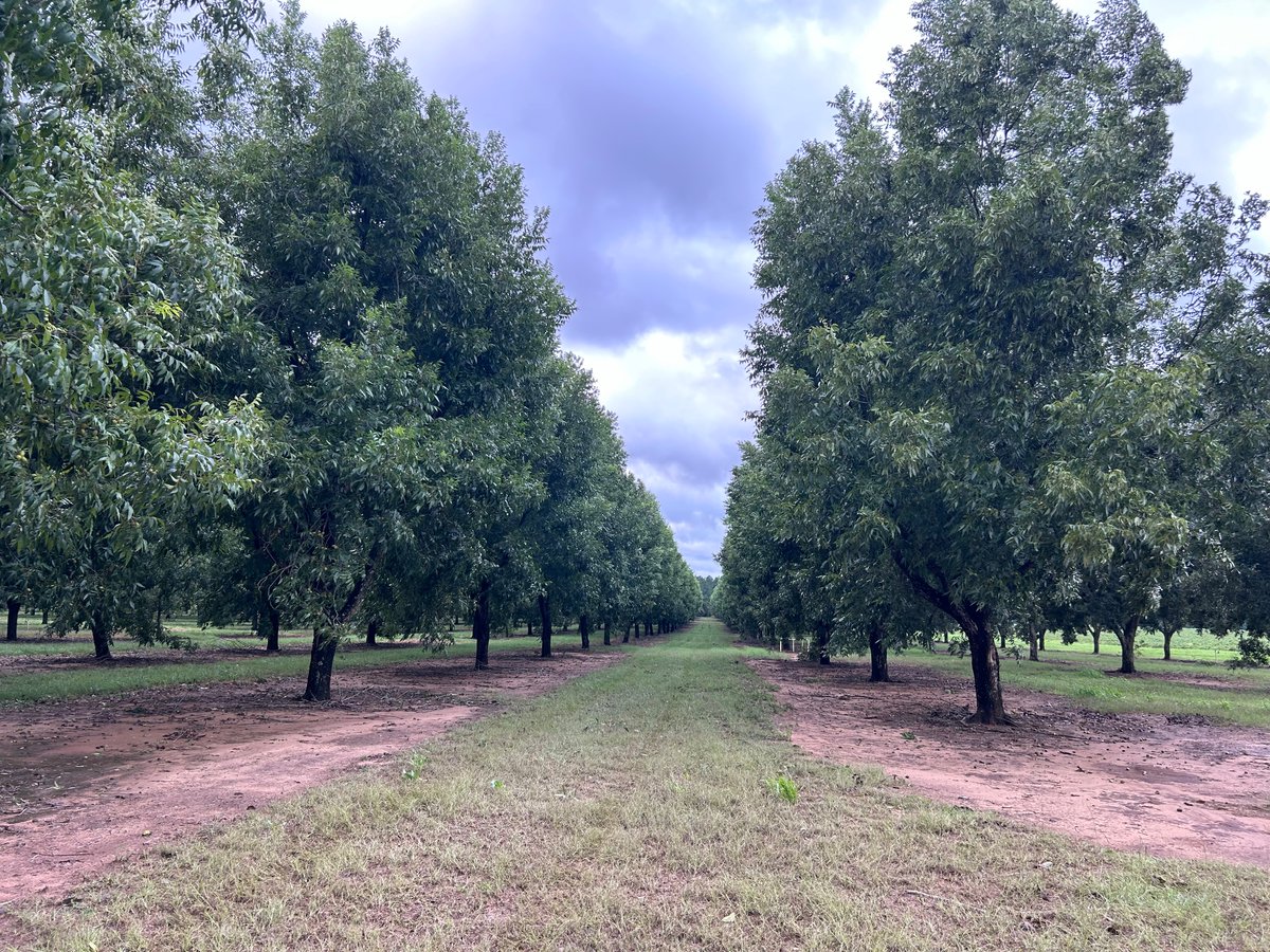 The Orchard Keeper tweet media