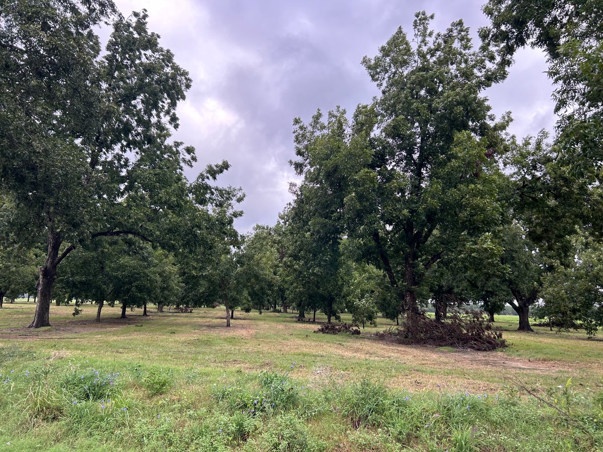 The Orchard Keeper tweet media