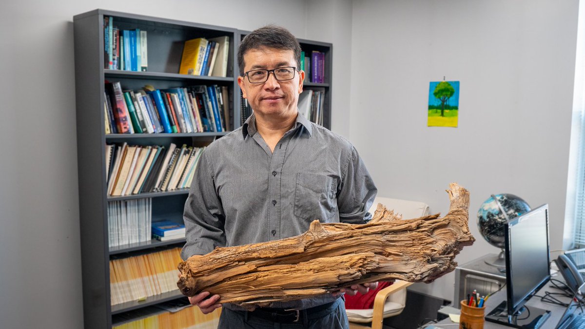 UMD Science (@umdscience) on Twitter photo What does an old log have to do with #ClimateChange?
A <a href="/ScienceMagazine/">Science Magazine</a> study led by <a href="/AOSC_UMD/">UMD Atmos&Ocean Sci</a>'s Ning Zeng revealed that a 3,775-year-old log lost minimal CO2 due to the soil it was buried in. This information could present a solution for #GlobalWarming. go.umd.edu/wood-vaulting What does an old log have to do with #ClimateChange?
A <a href="/ScienceMagazine/">Science Magazine</a> study led by <a href="/AOSC_UMD/">UMD Atmos&Ocean Sci</a>'s Ning Zeng revealed that a 3,775-year-old log lost minimal CO2 due to the soil it was buried in. This information could present a solution for #GlobalWarming. go.umd.edu/wood-vaulting