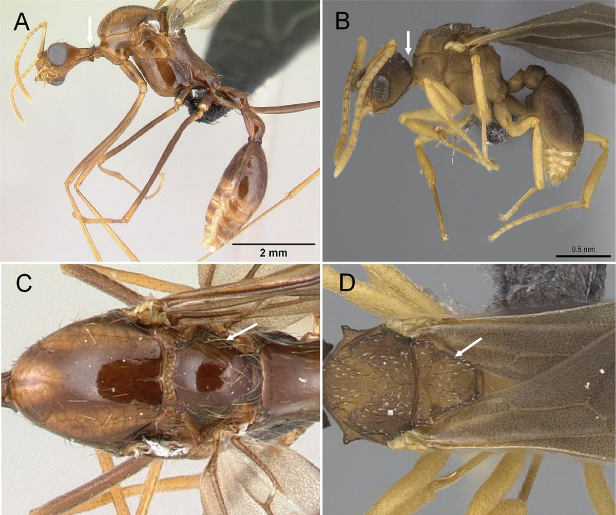 🐜 Discover the fascinating world of Malagasy male ants! Our new study reveals a richly illustrated key to the ant subfamilies and genera of the Malagasy region. Learn more: doi.org/10.3897/zookey… 🌍🔬 #Biodiversity #Entomology #MalagasyAnts 🐜🔍