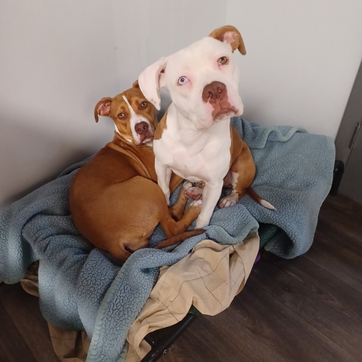 GreatPlainsSPCA's tweet photo. Meet Tina &amp; Louise, our @thebabydogecoin  Pets of the Month! These bonded eight-month-old sisters are ready to learn about what forever home life is all about!💕THANK YOU to the Baby Doge Community for highlighting shelter pets. 🐶🐾
#BabyDogeImpact #GetYourRescueOn @animalleague https://t.co/7krvf1oaPK