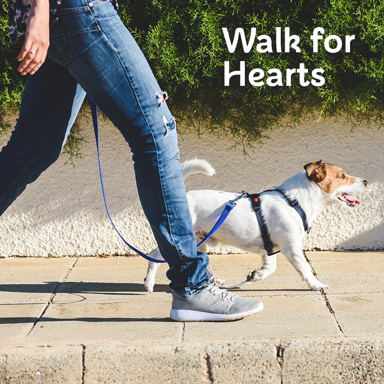 jayneylewis's tweet photo. The British Heart Foundation are launching a brand new and very easy walking challenge in October.
Walk for Hearts and I would love you to get involved.
Sign up today! https://t.co/Xw24gpmwNJ

#Wales #walking #hearthealth #challenge https://t.co/c8Ryp9ZbMr