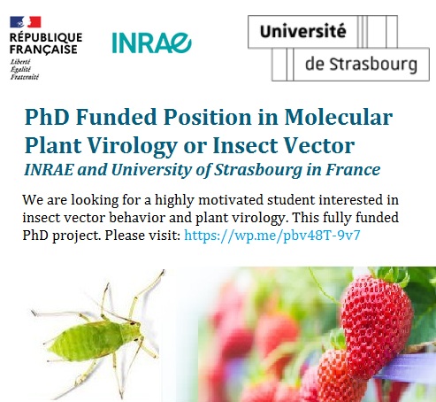 📌 PhD Funded Position in Molecular Plant Virology or Insect Vector 🌱🦠🧬 at INRAE and University of Strasbourg in France 🇫🇷... Please share and spread the word! For details visit: wp.me/pbv48T-9v7