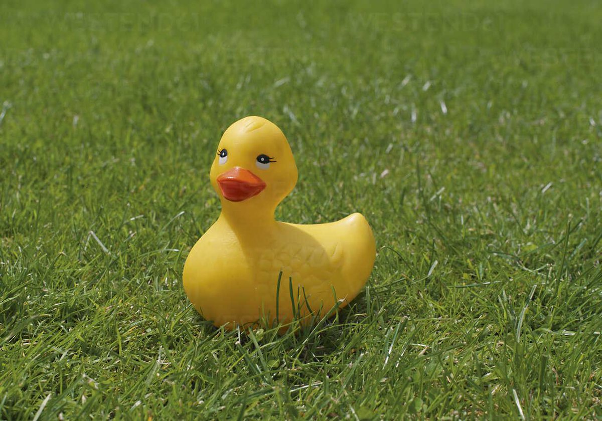 grassfun's tweet image. Duck &amp;amp; $Grass = Friends 4ever 😍 #Gra Gra!