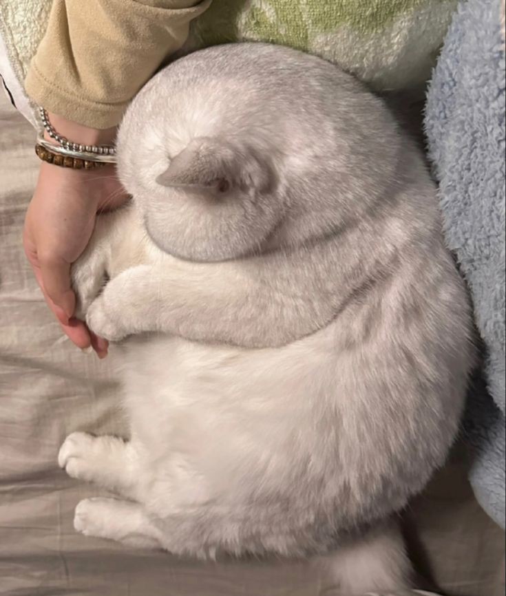 No Context Cats tweet media