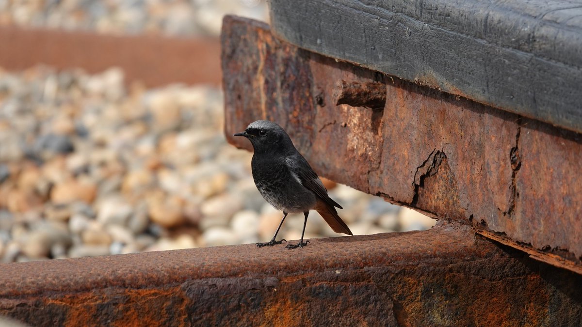paulriley44's tweet photo. Checking my Black Redstart photos. There's definitely a background theme going on. https://t.co/89y4Zx9bRw