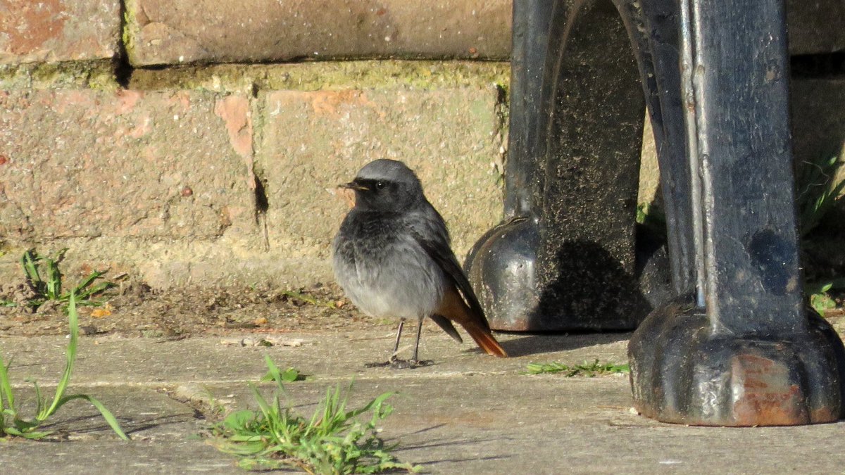 paulriley44's tweet photo. Checking my Black Redstart photos. There's definitely a background theme going on. https://t.co/89y4Zx9bRw