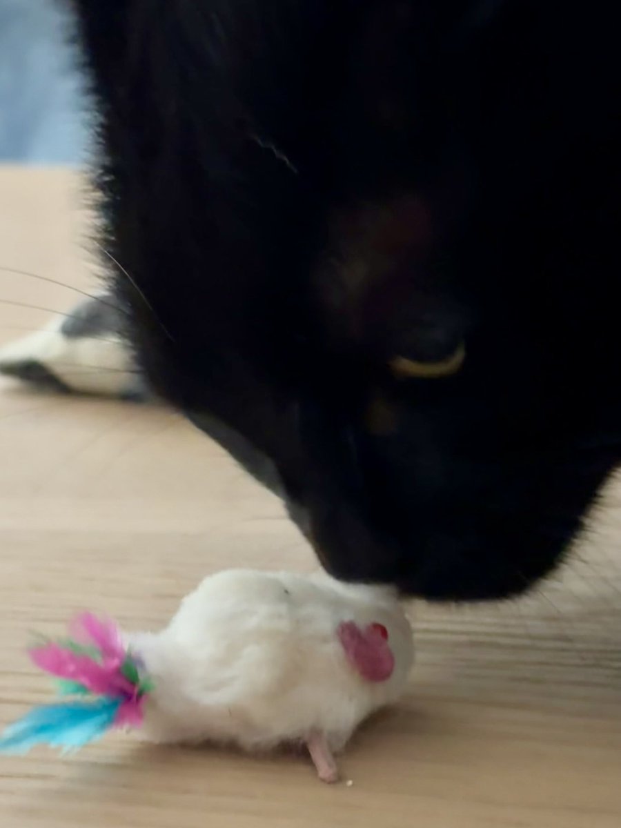 Bollie: Wat heeft ze nou weer meegebracht? #kattenoppas