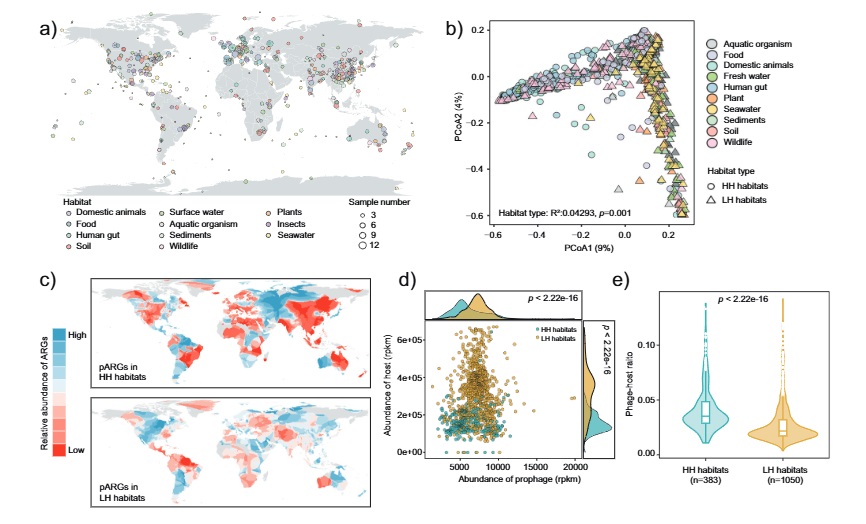 ManuDelgadoBaquerizo (@manudelbaq) on Twitter photo New <a href="/NatureComms/">Nature Communications</a> in the <a href="/BioFunLab/">BioFunLab</a>
Prophage-encoded antibiotic resistance genes are enriched in human-impacted environments
nature.com/articles/s4146…
Led by Hanpeng Liao & <a href="/YGZHURCEES/">Yong-Guan Zhu</a> w/<a href="/DJ_Eldridge/">David John Eldridge</a> <a href="/Prof_Braj_Singh/">Prof Brajesh Singh</a> and more!
<a href="/IRNAS_CSIC/">IRNAS Sevilla</a> <a href="/CSIC/">CSIC</a> <a href="/CSICAndalExtrem/">CSIC Andalucía y Extremadura</a> New <a href="/NatureComms/">Nature Communications</a> in the <a href="/BioFunLab/">BioFunLab</a>
Prophage-encoded antibiotic resistance genes are enriched in human-impacted environments
nature.com/articles/s4146…
Led by Hanpeng Liao & <a href="/YGZHURCEES/">Yong-Guan Zhu</a> w/<a href="/DJ_Eldridge/">David John Eldridge</a> <a href="/Prof_Braj_Singh/">Prof Brajesh Singh</a> and more!
<a href="/IRNAS_CSIC/">IRNAS Sevilla</a> <a href="/CSIC/">CSIC</a> <a href="/CSICAndalExtrem/">CSIC Andalucía y Extremadura</a>