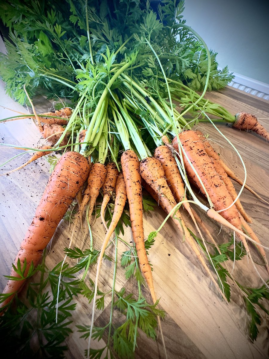 From the garden today….💕🥕
#homegrown #cottagegarden #growyourown #growyourownveggies