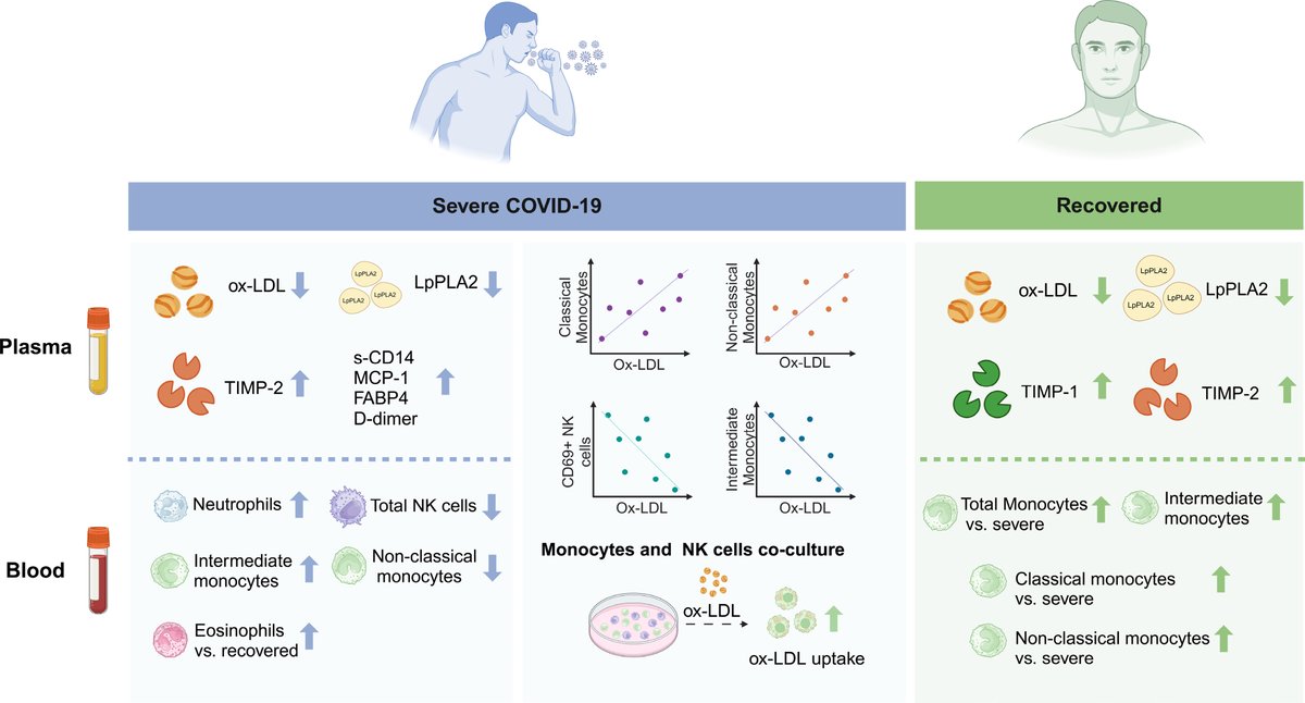 Namal Liyanage (@liyanagelab) on Twitter photo Thrilled to share our work on innate immune cells and cardiovascular risk in COVID-19 (ahajournals.org/doi/10.1161/AT…) is featured in the editorial of the latest issue of #ATVB! Huge thanks to everyone involved !!!  #MIIproud #OSUWexMed Thrilled to share our work on innate immune cells and cardiovascular risk in COVID-19 (ahajournals.org/doi/10.1161/AT…) is featured in the editorial of the latest issue of #ATVB! Huge thanks to everyone involved !!!  #MIIproud #OSUWexMed