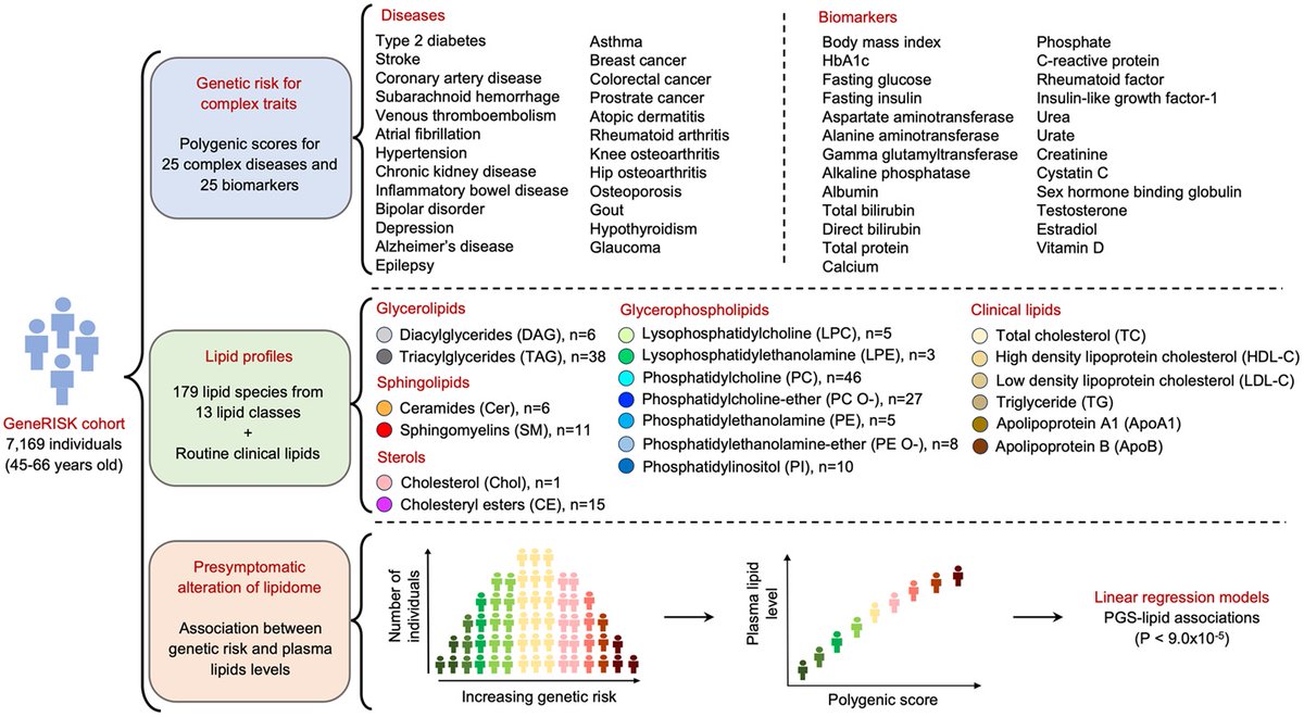 PLOSBiology's tweet photo. Could changes in levels of circulating #lipid species be predictive of disease? @TabRubina @samrip &co reveal that #PolygenicScores for a range of #ComplexTraits are associated with changes in concentration of circulating lipid species #PLOSBiology https://t.co/ay6FfzD2uh https://t.co/K3KTLtFTCm