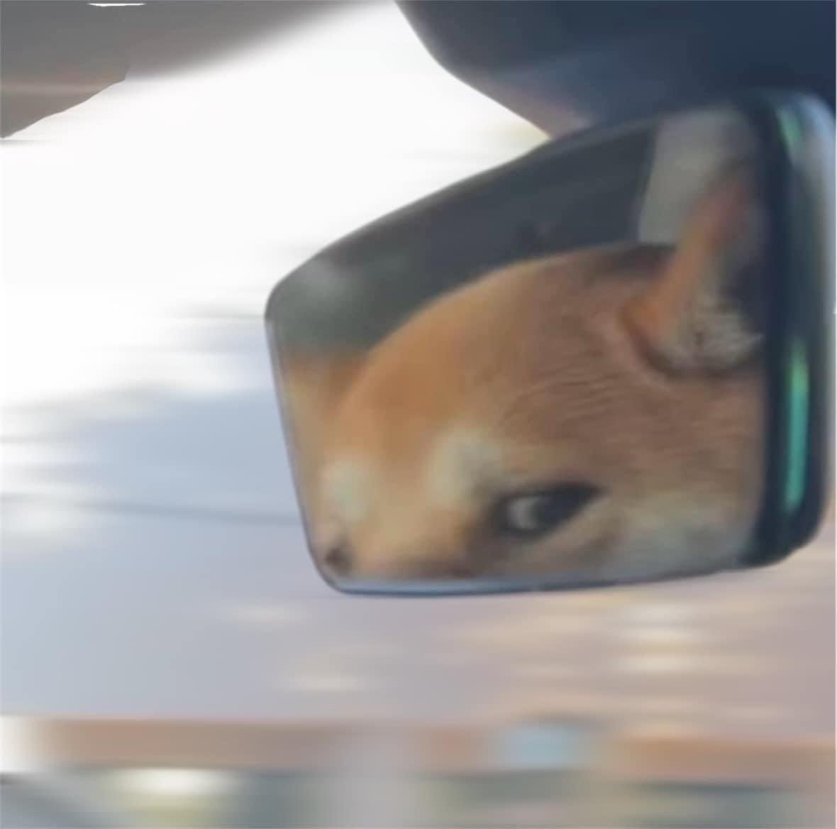 Me looking at my $doge going up.