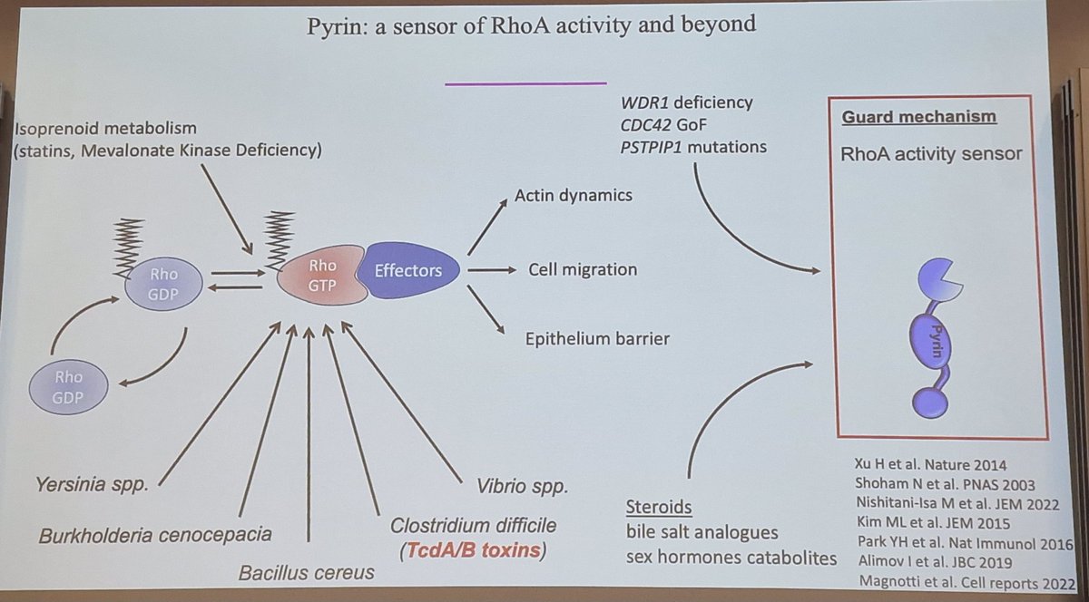 SophieGeorgin's tweet photo. Excellent lecture on #pyrin inflammasome regulation by Thomas Henry  in #EMBOinflammasomes24 ! @CInflammasome @CEREMAIA_Tenon @PyrinWorkshop @contactfai2r @AlexandreBelot @AAlliance_SAID https://t.co/smlcNbQMZy