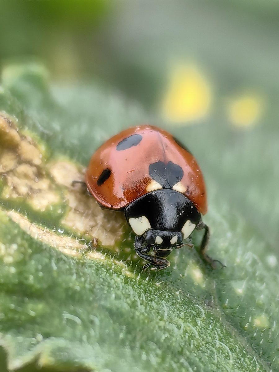 BestAlex's tweet image. Корівник
#Huawei #P60Pro