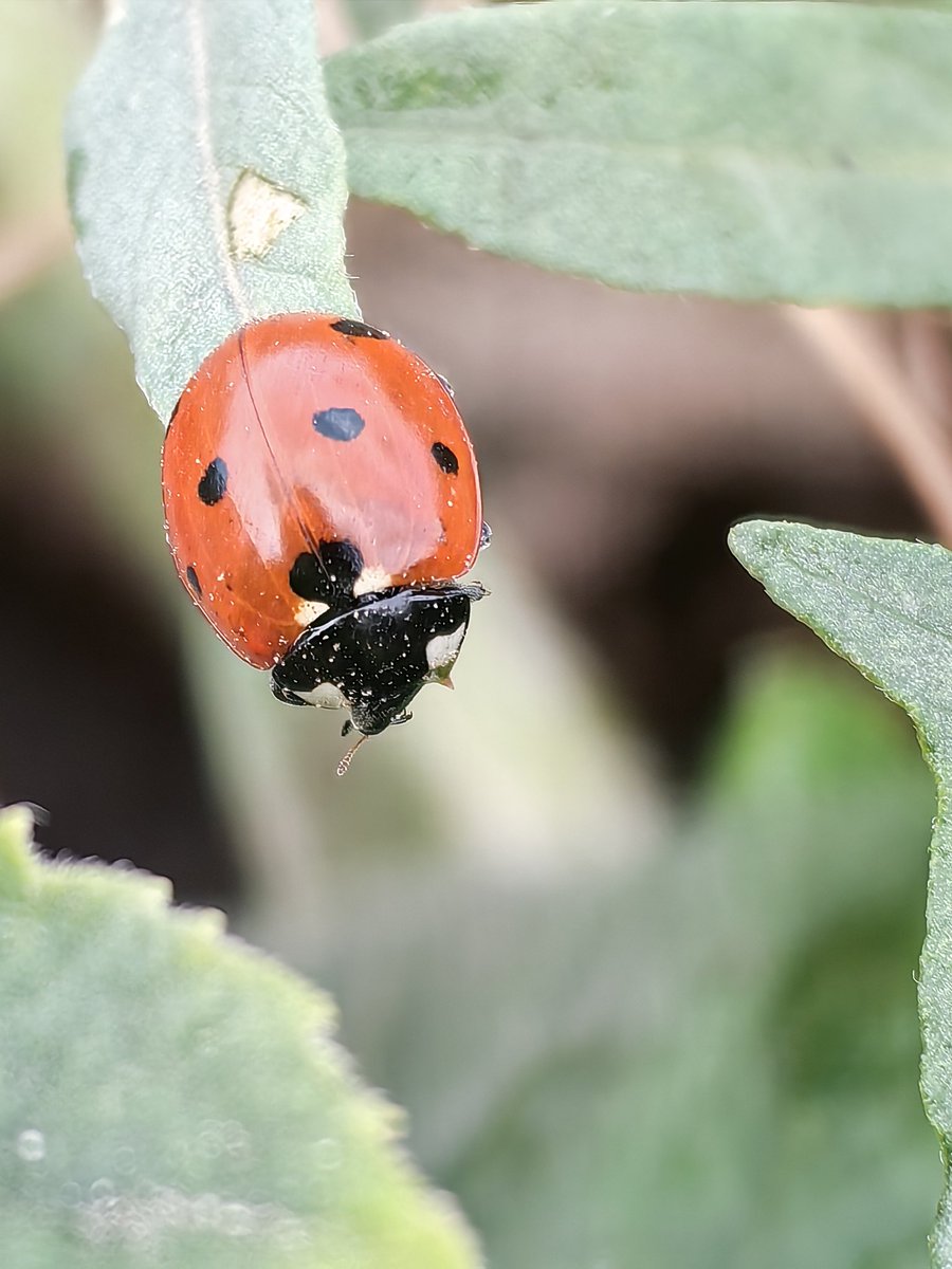 BestAlex's tweet image. Корівник
#Huawei #P60Pro