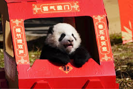 LinBingOnSolana's tweet photo. My name is Lin Bing and my name was chosen from a nationwide poll with 22 million votes.  

CA will be dropped soon 🚀

Send Panda Diplomacy 🐼 https://t.co/FTepaZnTF0