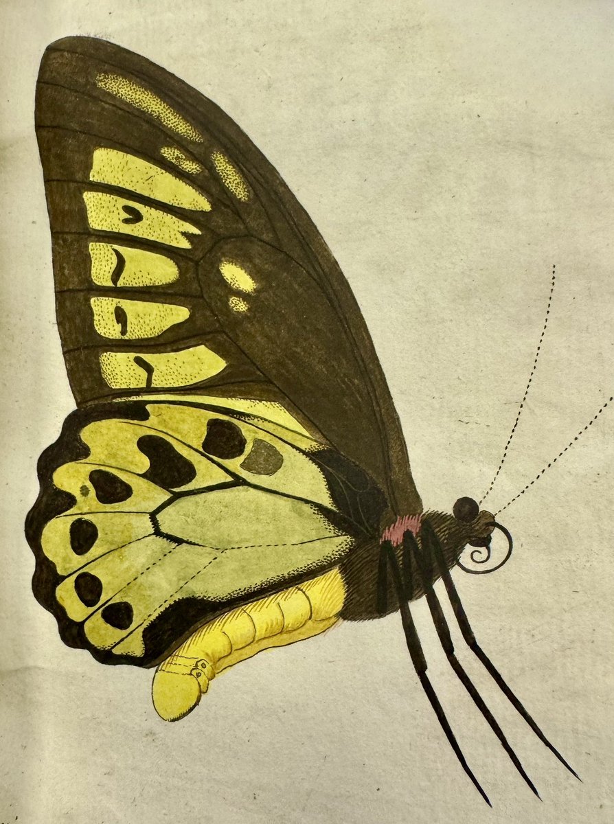 This is the nicest thing I saw today. “Priamus polycletes” [sic] in Carl Clerck’s Icones insectorum rariorum (1759). This copy at the <a href="/LinneanSociety/">The Linnean Society of London</a> is from the private library of Carl Linnaeus, and annotated by him.