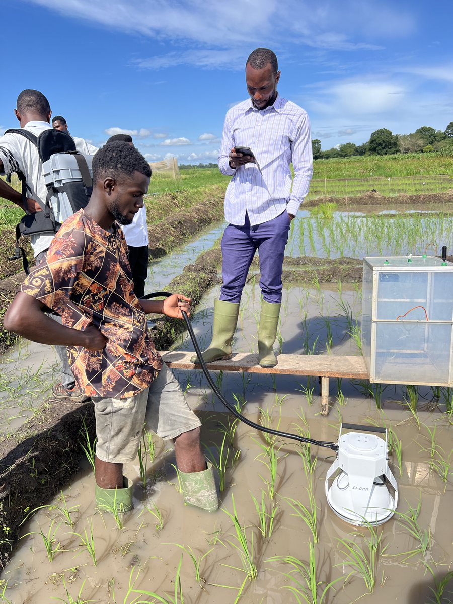 sherwang's tweet photo. Just spent an amazing week visiting @AfricaRice and Demeter Ghana to learn about rice farming and methane emissions in West Africa. Thank you for hosting me! 

@ClimateChangeAI @Gmethanehub https://t.co/5ZgbJwH6JZ