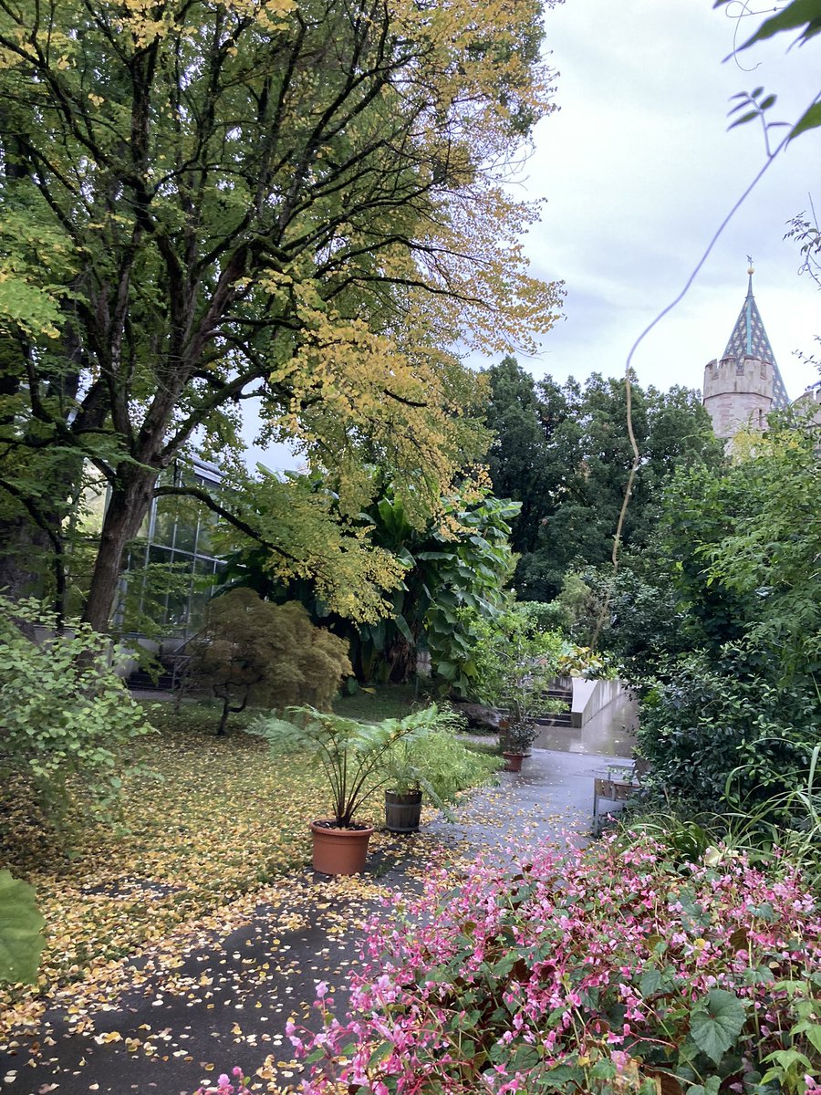 Herbst im Botanischen Garten. Es blühen Barkheya purpurea und Brugmansia x candida.