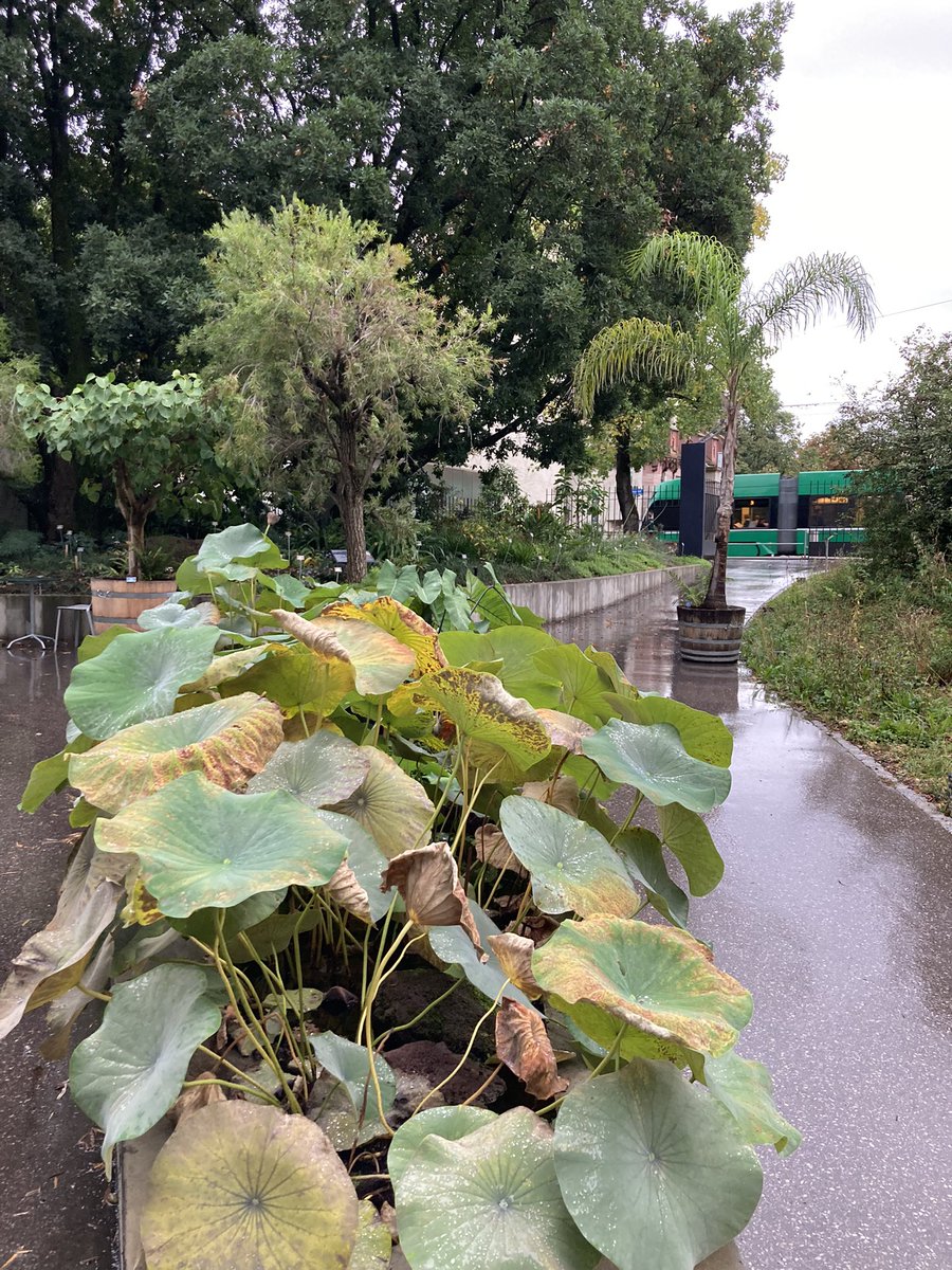 bgunibasel's tweet photo. Herbst im Botanischen Garten. Es blühen Barkheya purpurea und Brugmansia x candida. https://t.co/EL6zTfR7nZ