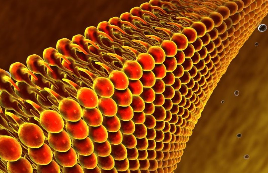 AnnaHarding20's tweet image. Birmingham Heartlands Hospital are holding their Lipid Education event @uhbtrust #lipids We look forward to a diverse group of professionals, great speakers &amp;amp; lunch @Amgen 
The Lipid Service is growing as we tackle secondary prevention together. Please join us! #uhb #NHS (PM me)