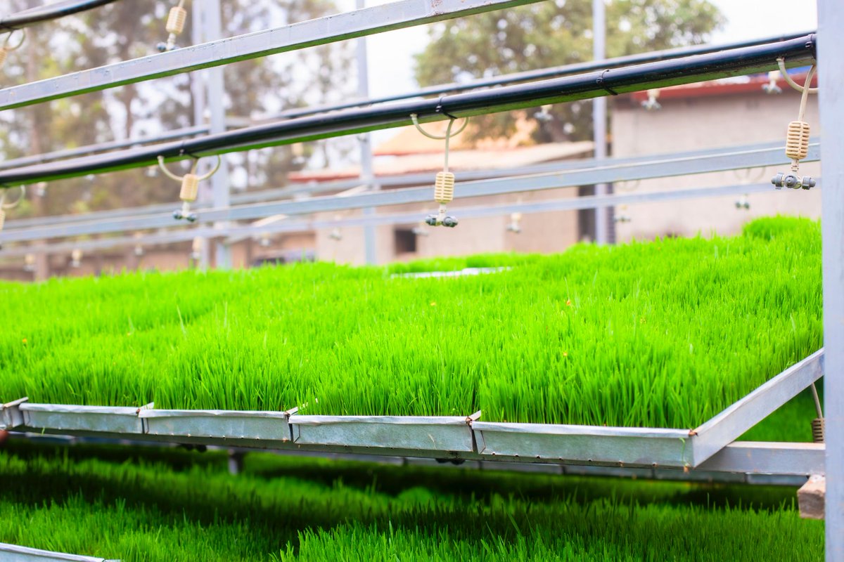 Yesterday, I posted about hydroponic fodder farming!

Many people said that hydroponic fodder is GMO, synthetic, has health consequences, and is a big scam.

Here are ten crucial facts to clear up misconceptions and help you understand why it’s a powerful solution for feeding