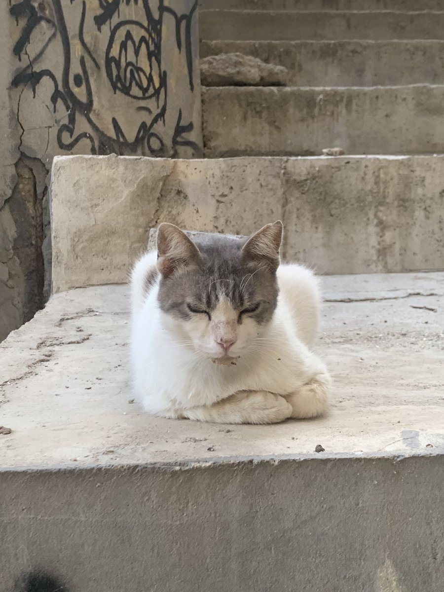 oxeaction's tweet photo. Стамбульские котики 😸 https://t.co/NYHjRNYL8i