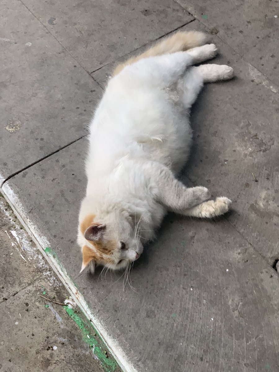 oxeaction's tweet photo. Стамбульские котики 😸 https://t.co/NYHjRNYL8i