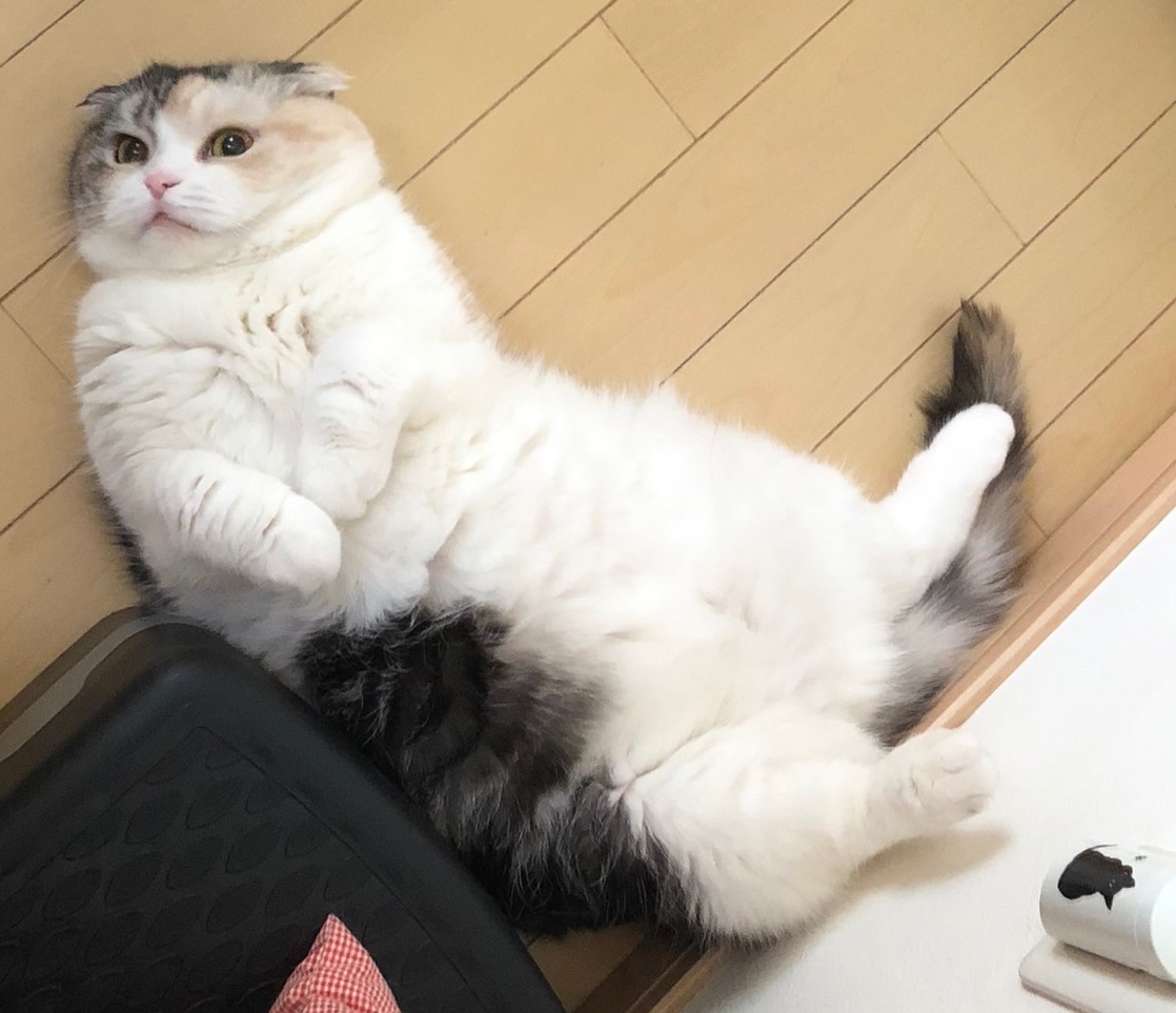 デスメカコ tweet media