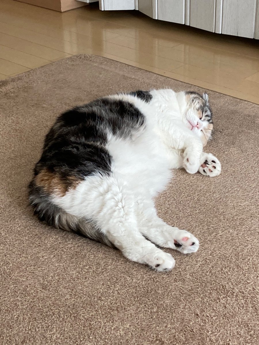 デスメカコ tweet media