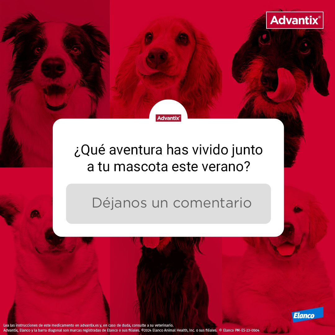 Este verano seguro que has disfrutado de mil aventuras junto a tu peludo. Hoy, por el #DíaMundialDelTurismo, queremos que nos cuentes cuál ha sido el mejor viaje o experiencia que has vivido con tu mascota este año. ❤️🐶