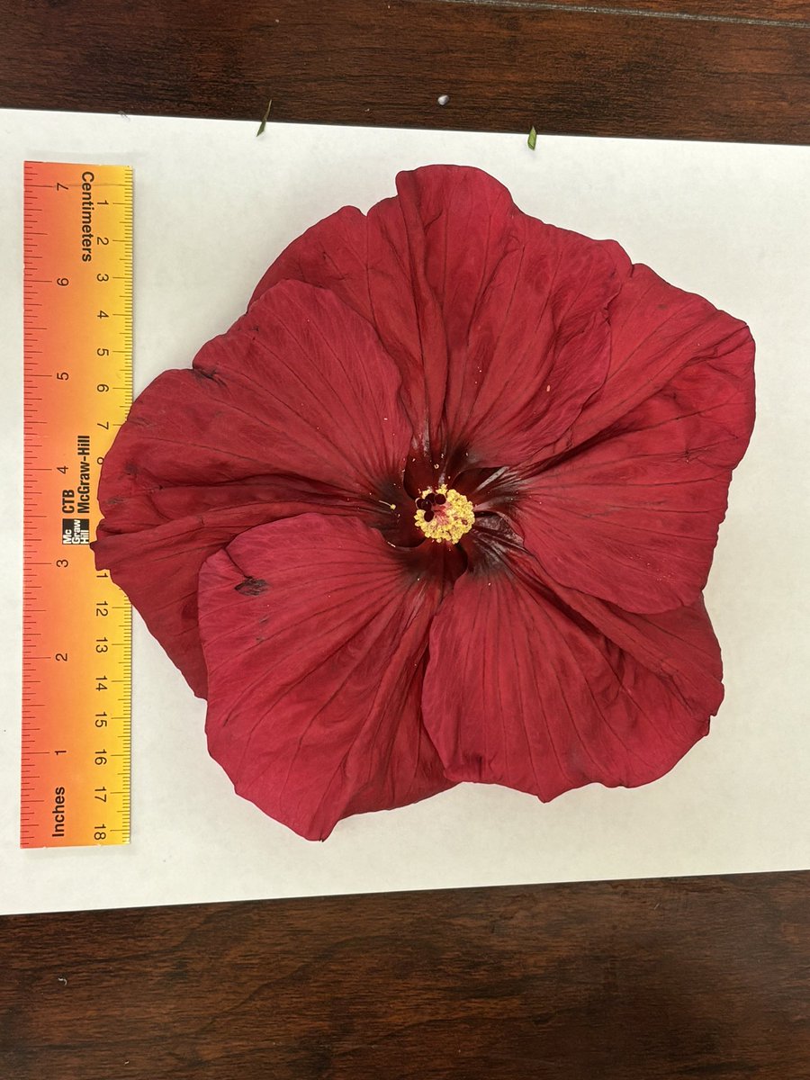 PepScienceSpot's tweet photo. Fun Friday - practicing microscope skills while looking at the anatomy (reproductive parts) of different flower species. Check out the tiny pollen grains on the last photo! #bermudianspringshighschool #botany #botanyphotography #ilovescience https://t.co/ip7kwRqind