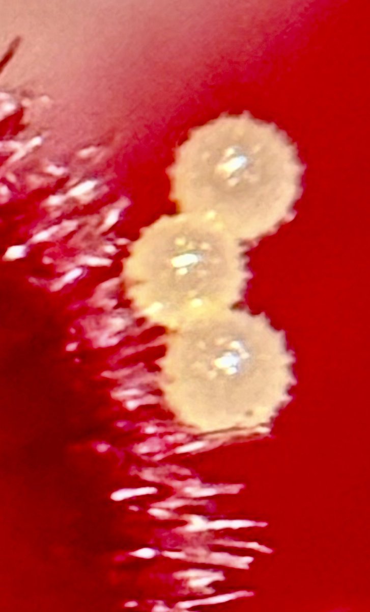 Fun Friday - practicing microscope skills while looking at the anatomy (reproductive parts) of different flower species. Check out the tiny pollen grains on the last photo! #bermudianspringshighschool #botany #botanyphotography #ilovescience