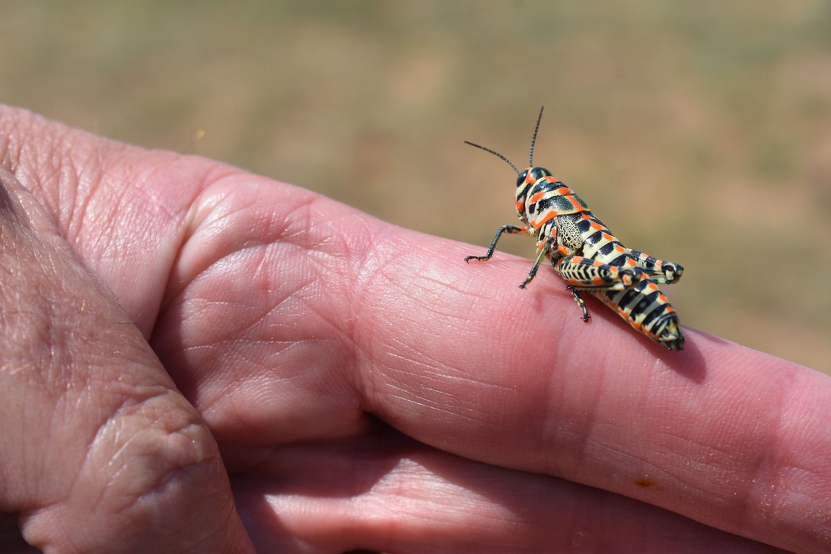 USFWS's tweet photo. Run, walk, crawl or hop your way to a national wildlife refuge on Sept. 28th.

Dactylotum bicolor, also known as the rainbow grasshopper, is sending you a sign to hop on over and visit a refuge this weekend. Entrance fees are waived for National Public Lands Day.

📸 USFWS https://t.co/Wsq39OGj2f