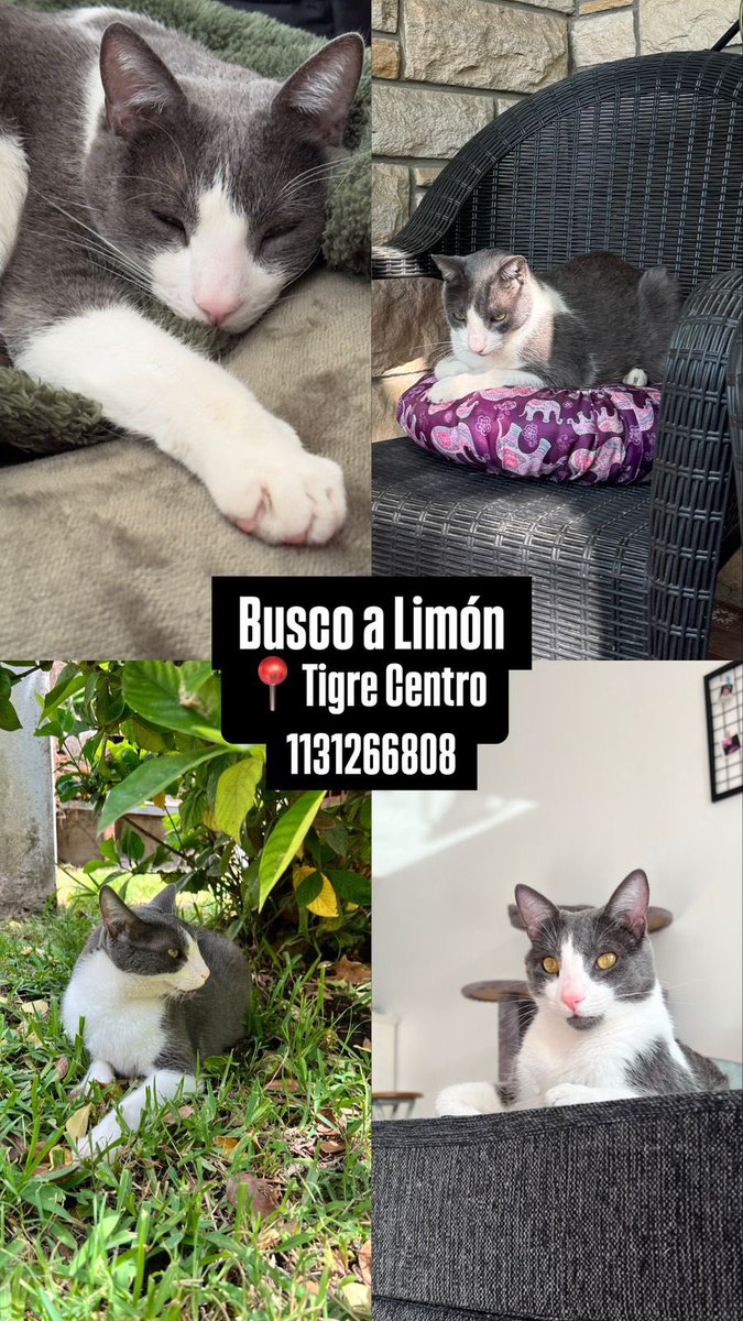 SebaaVillalobos's tweet photo. Limón perdido zona tacuari y libertador. Por favor RT
@AlertaTigre https://t.co/ICN3uYwIdW
