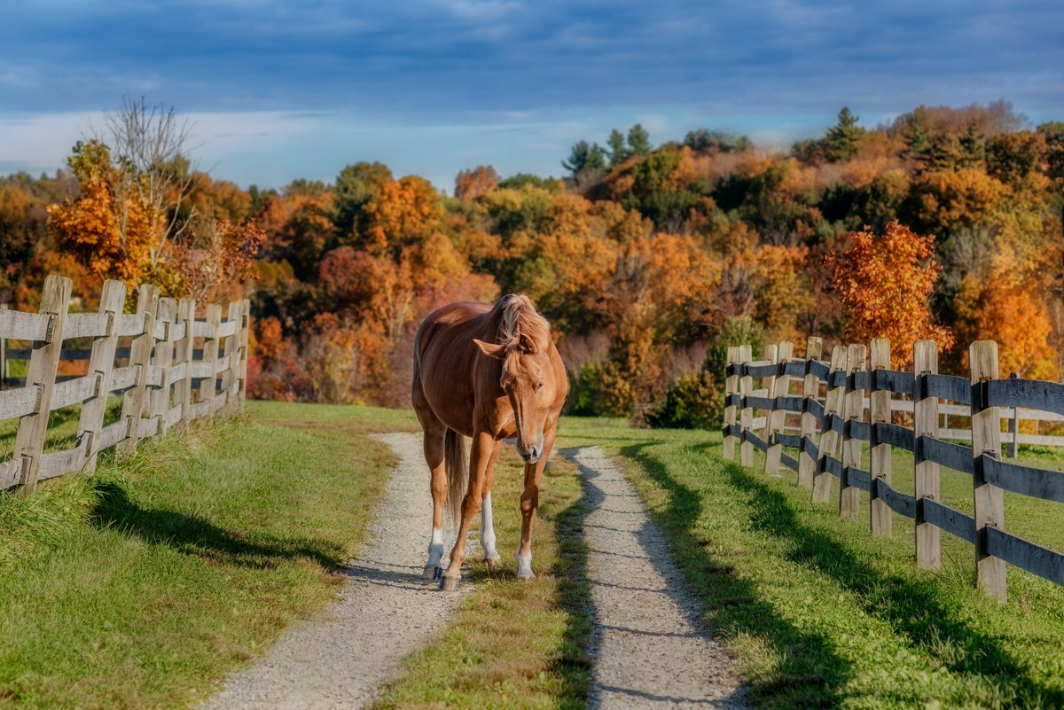 khphotography's tweet photo. Cooler temperatures, softening light, and the vibrant colors of fall are the perfect time to schedule a portrait session for your equine or canine companion.
#horsephotos #equinephotos #horses #equines #dogss #fallphotos #fallportraits #autumnphotoshoot #autumn https://t.co/mpQlZB6Axz