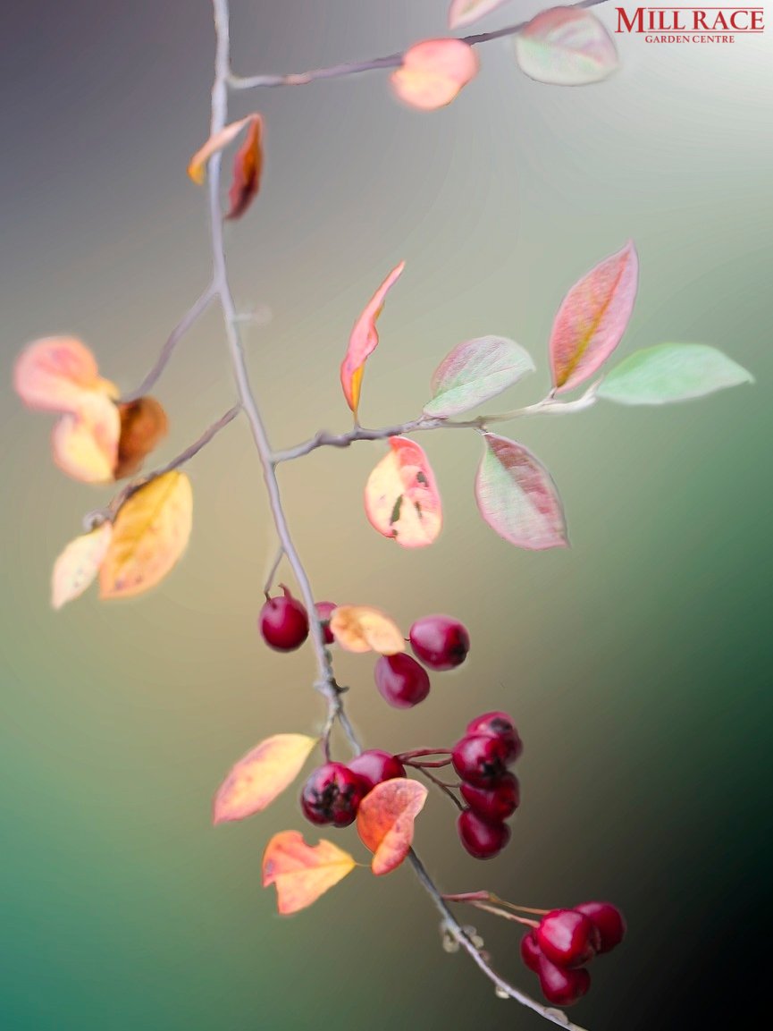 MillRaceGC's tweet photo. 🍂 Embrace autumn with our stunning selection of seasonal plants, garden décor, and outdoor essentials! Visit us at Mill Race Garden Centre for everything you need to create the perfect autumn garden 🍁✨ https://t.co/wYmNnoVTPI  #Gardening #AutumnVibes #MillRaceGardenC https://t.co/rKbjgSdtfG